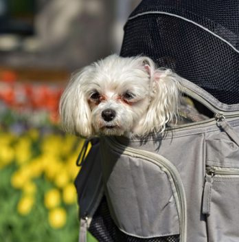 Comment choisir son sac à dos pour transporter un chien ?