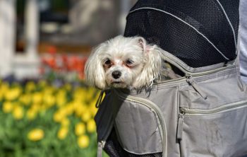 Comment choisir son sac à dos pour transporter un chien ?